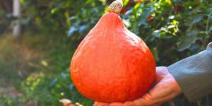 La calabaza japonesa que parece una bombilla y sabe a castaña se cultiva en un pequeño pueblo de Madrid