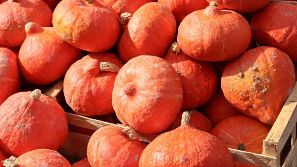 La calabaza japonesa que parece una bombilla y sabe a castaña se cultiva en un pequeño pueblo de Madrid - Una calabaza japonesa muy diferente a las habituales y cultivada en España