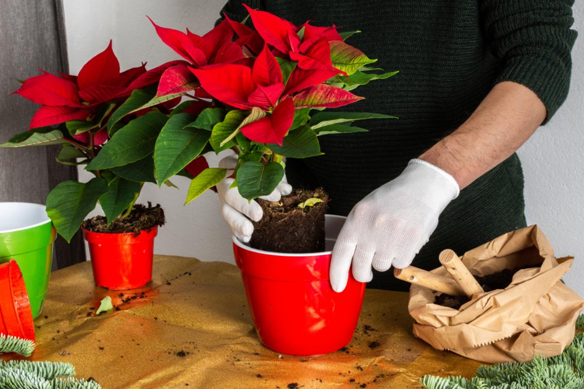 Cómo trasplantar la flor de Pascua