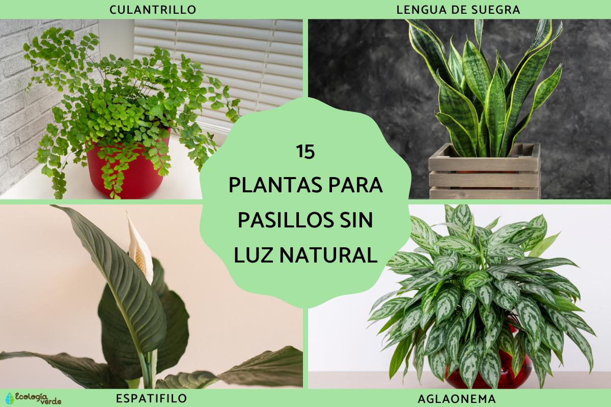 Plantas para pasillos sin luz natural