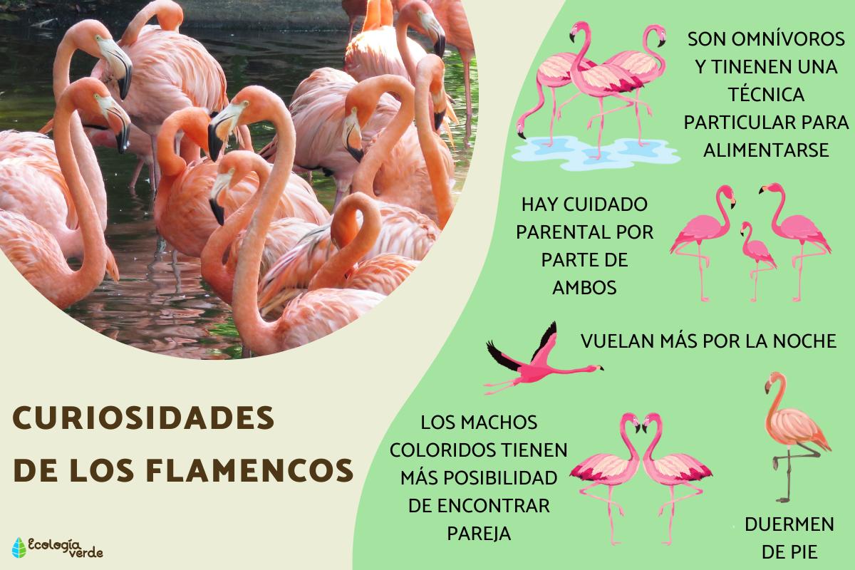 Curiosidades de los flamencos