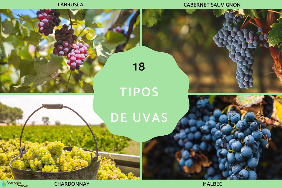 Tipos de uvas