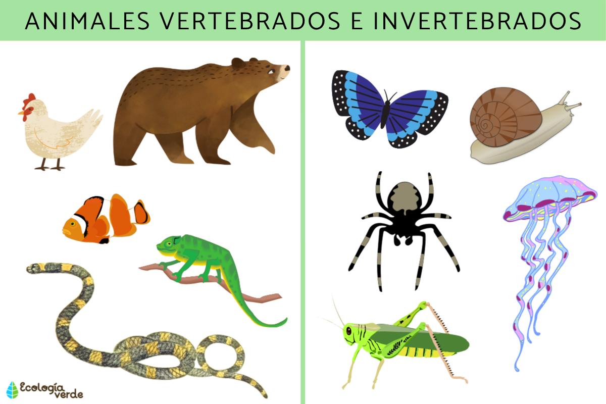 Animales vertebrados e invertebrados: características, ejemplos y diferencias