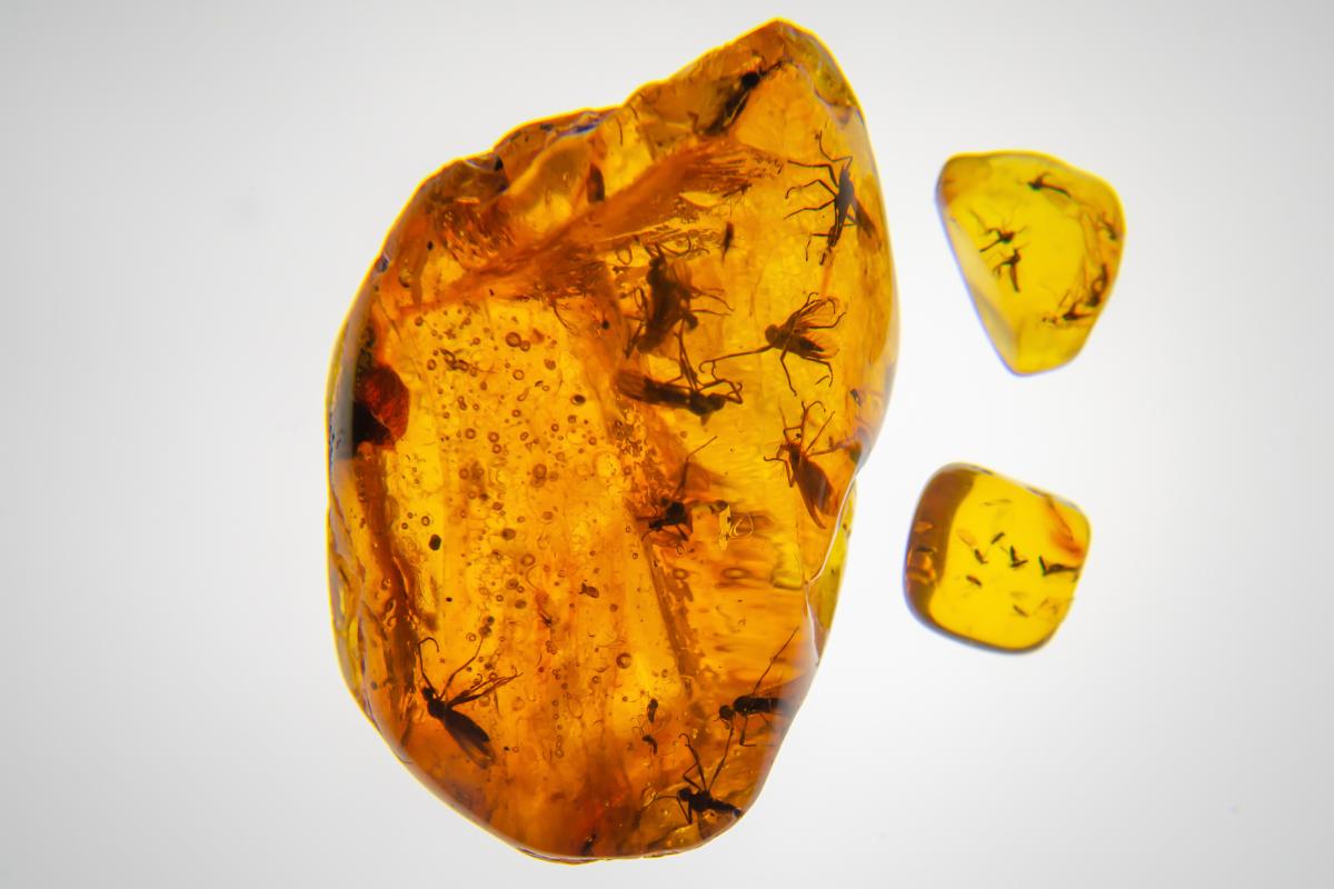 Fósiles en ámbar: qué son y cómo se forman
