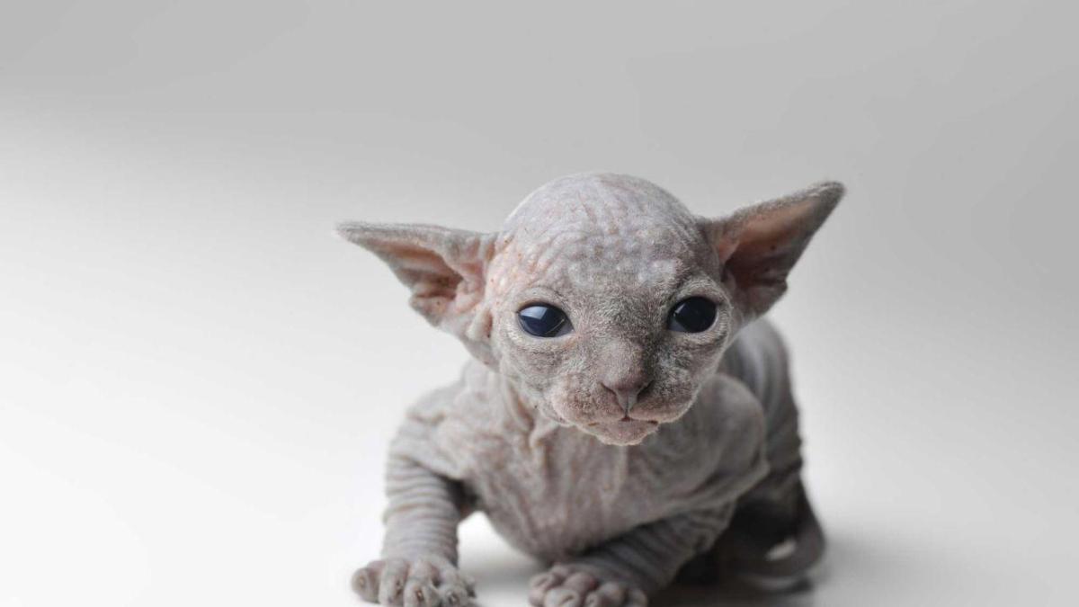 10 animales extraños que quizá no conoces