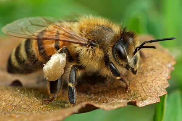 Los animales que menos viven - Abeja obrera (Apis mellifera)