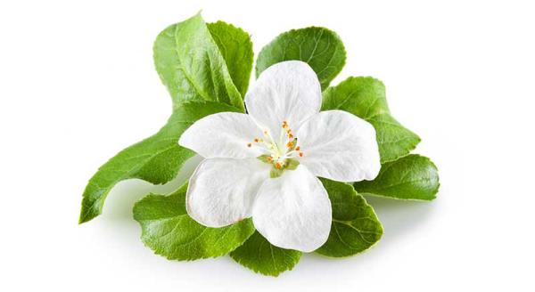 Manzano - Características del manzano