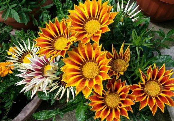 CUIDADOS de la GAZANIA - Guía Práctica de Jardinería