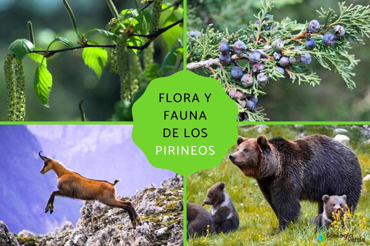 Flora y fauna de los Pirineos