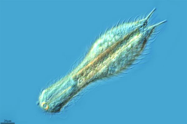 Los animales que menos viven - Gastrotricos