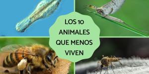 Los animales que menos viven