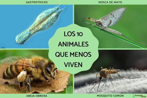Los animales que menos viven
