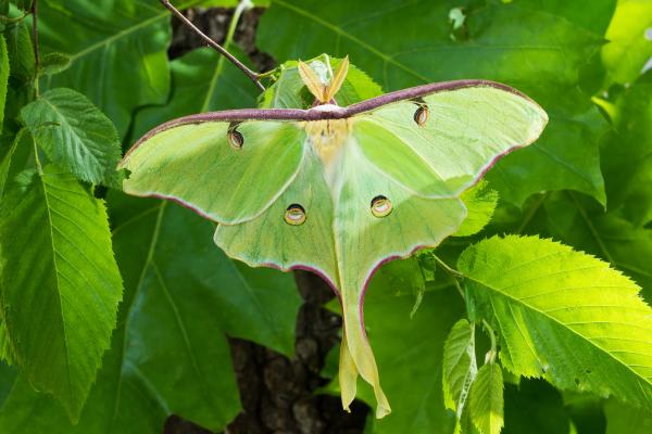 Los animales que menos viven - Mariposa luna (Actias luna)