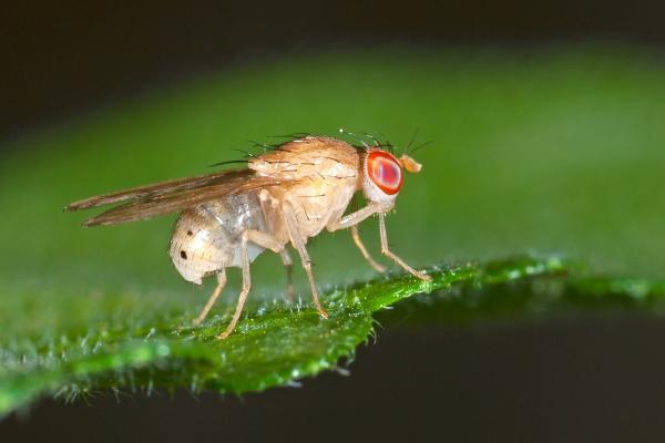 Los animales que menos viven - Mosca de la fruta (Drosophila melanogaster)