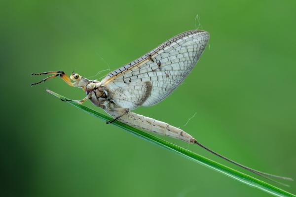 Los animales que menos viven - Mosca de mayo (Ephemera danica)