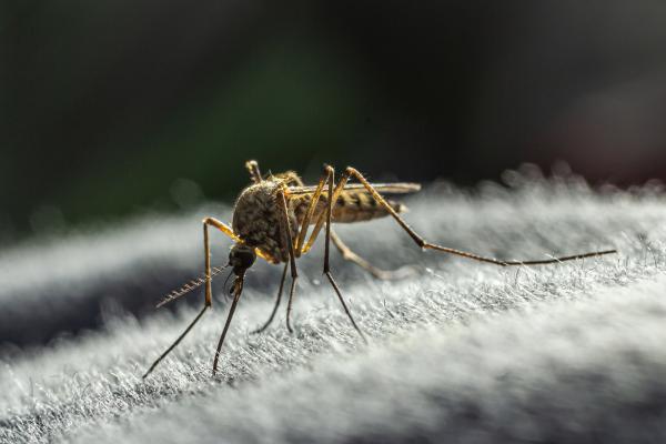 Los animales que menos viven - Mosquito común (Culex pipiens)