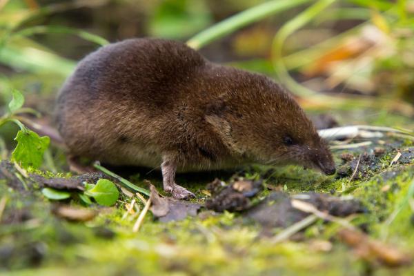 Los animales que menos viven - Musaraña común (Sorex araneus)