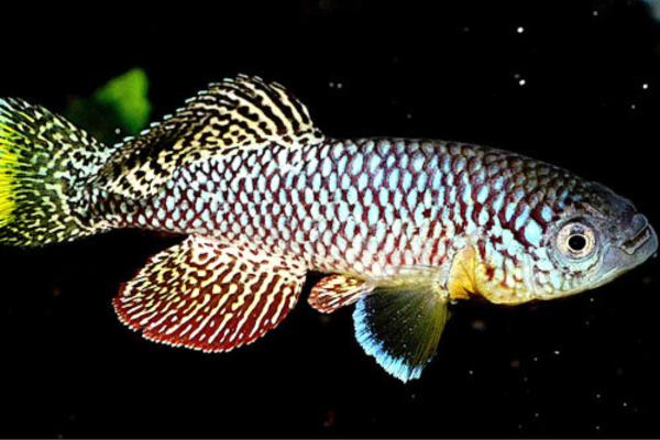 Los animales que menos viven - Perca del desierto (Nothobranchius furzeri)