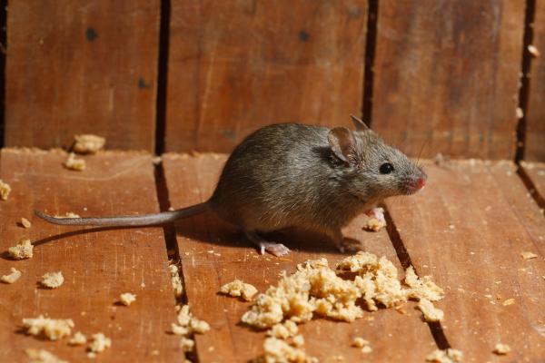 Los animales que menos viven - Ratón doméstico (Mus musculus)