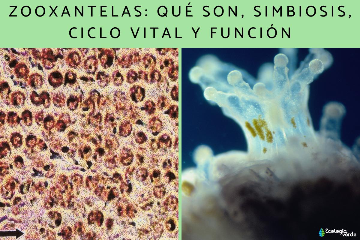 Zooxantelas: qué son, simbiosis, ciclo vital y función