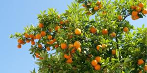 Cómo hacer que tu naranjo dé más flores y frutos este año (guía fácil y efectiva)