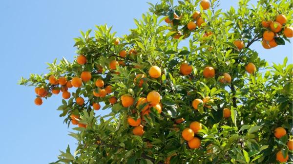 Cómo hacer que tu naranjo dé más flores y frutos este año (guía fácil y efectiva)