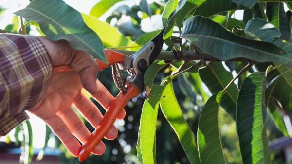 Cómo hacer que tu naranjo dé más flores y frutos este año (guía fácil y efectiva) - La poda que marca la diferencia entre un naranjo sano y uno lleno de plagas