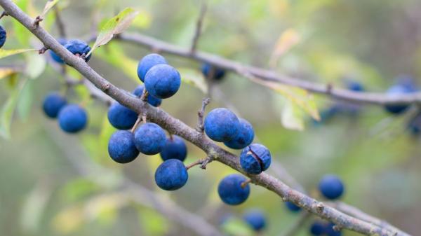 El arbusto mediterráneo que perfuma el jardín, resiste la sequía y casi no necesita cuidados - El arbusto aromático que esconde más beneficios de los que imaginas