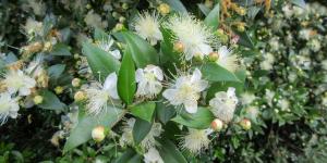 El arbusto mediterráneo que perfuma el jardín, resiste la sequía y casi no necesita cuidados