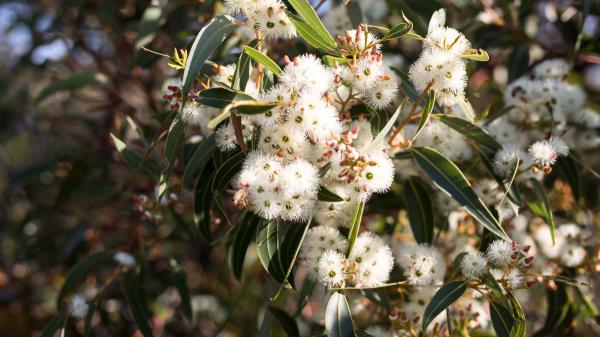 El arbusto mediterráneo que perfuma el jardín, resiste la sequía y casi no necesita cuidados - El secreto mejor guardado del Mediterráneo que conquista jardines