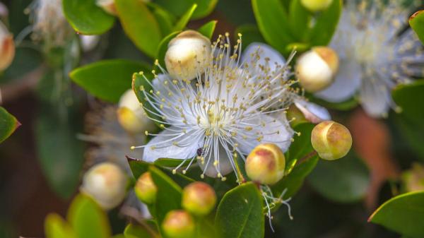 El arbusto mediterráneo que perfuma el jardín, resiste la sequía y casi no necesita cuidados - La planta perfecta si no quieres complicarte con el mantenimiento