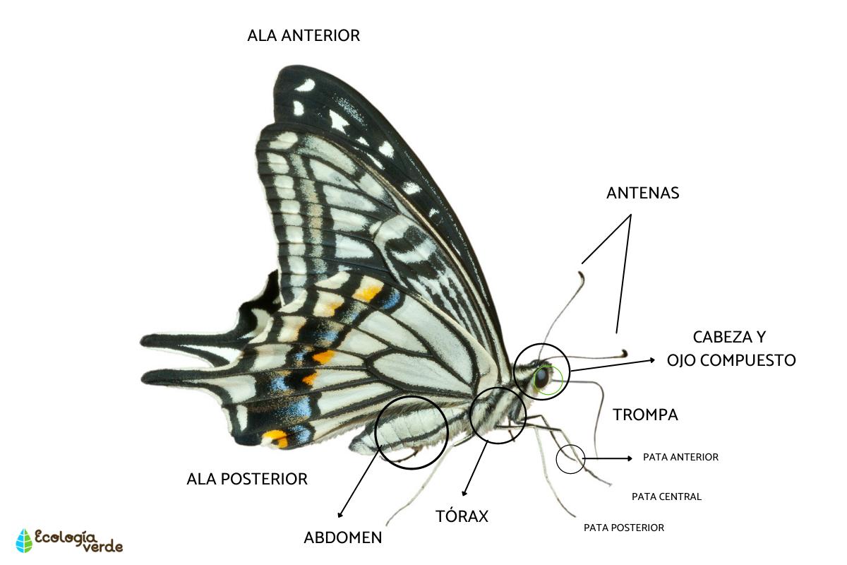 Partes de la mariposa