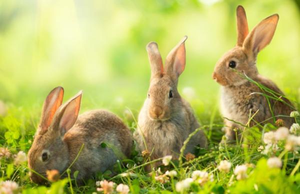 Conejo - Alimentación del conejo