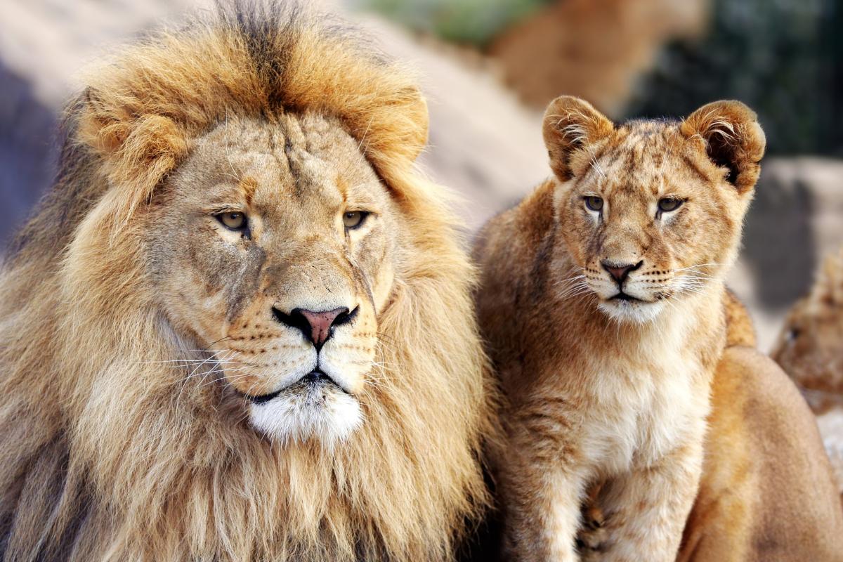 Curiosidades de los leones