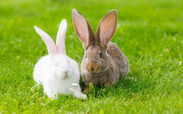 Conejo - Reproducción de los conejos