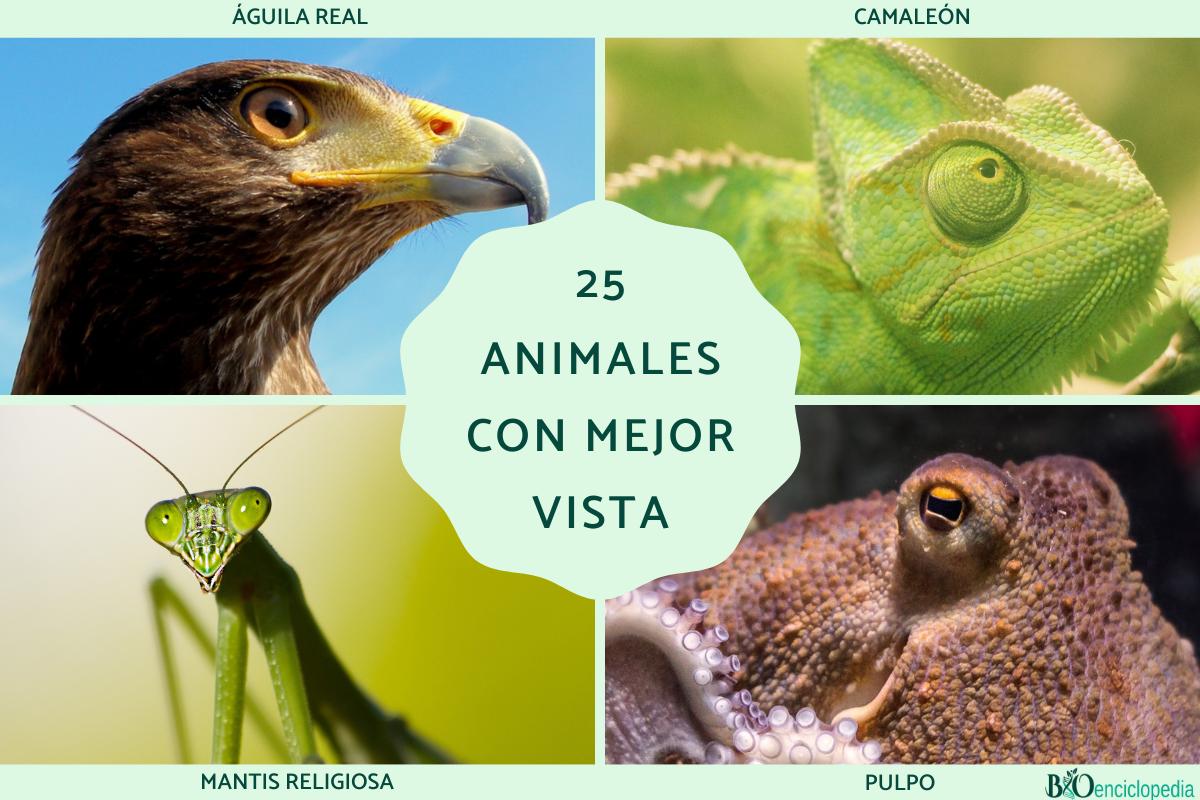 Animales con mejor vista