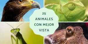 Animales con mejor vista