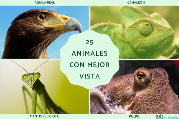 Animales con mejor vista