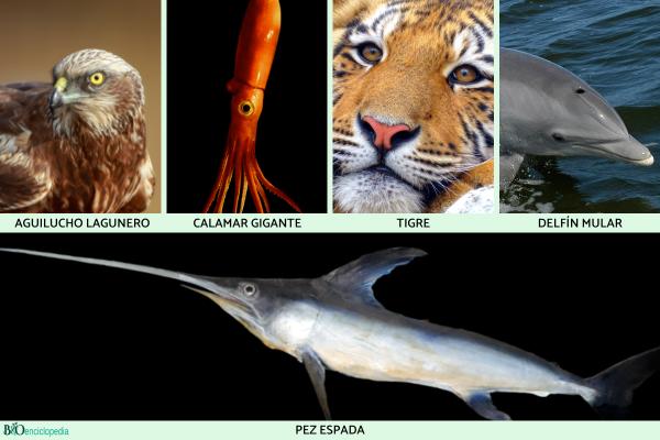 Animales con mejor vista - 