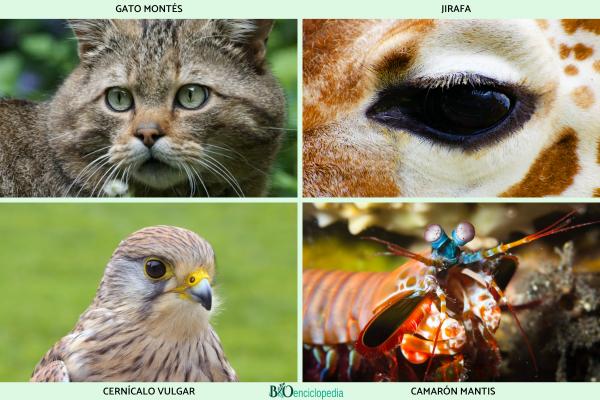 Animales con mejor vista - 