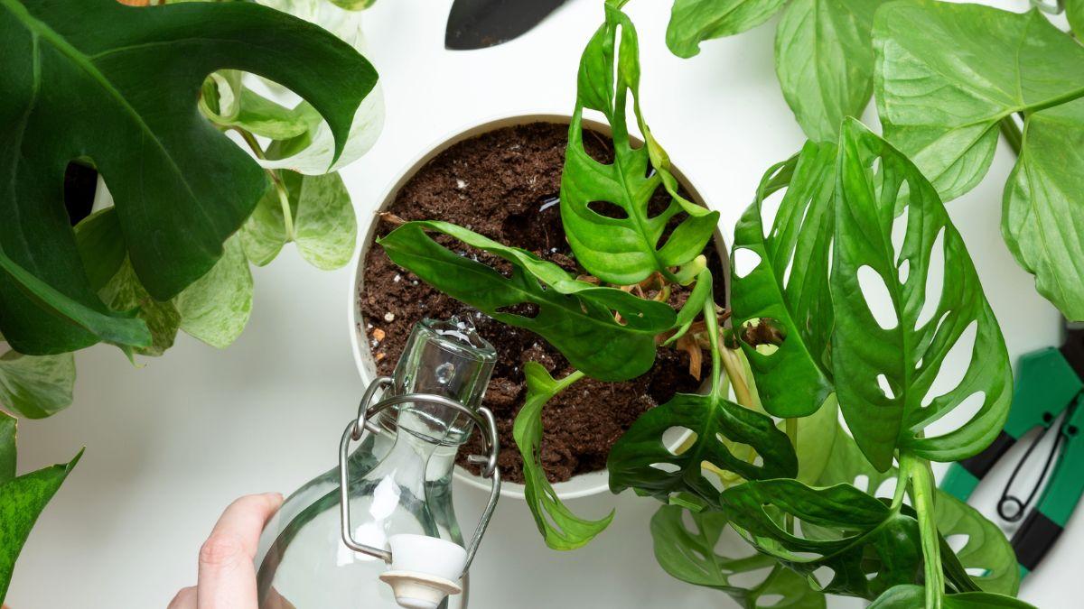 Antes de regar tus plantas este fin de semana, mira la tierra: “Que la superficie esté seca no siempre significa que necesiten agua”