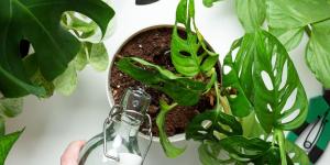 Antes de regar tus plantas este fin de semana, mira la tierra: “Que la superficie esté seca no siempre significa que necesiten agua”