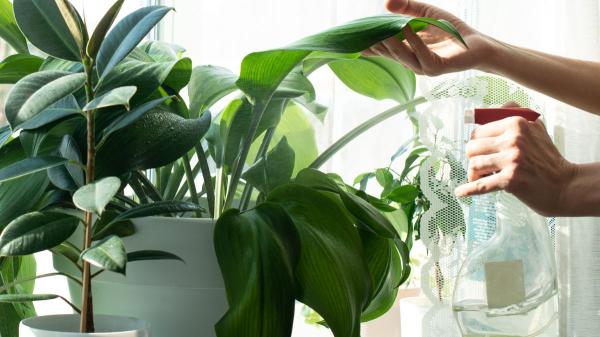 Antes de regar tus plantas este fin de semana, mira la tierra: “Que la superficie esté seca no siempre significa que necesiten agua” - Cuando la tierra está seca, así debes regar para que el agua llegue a las raíces