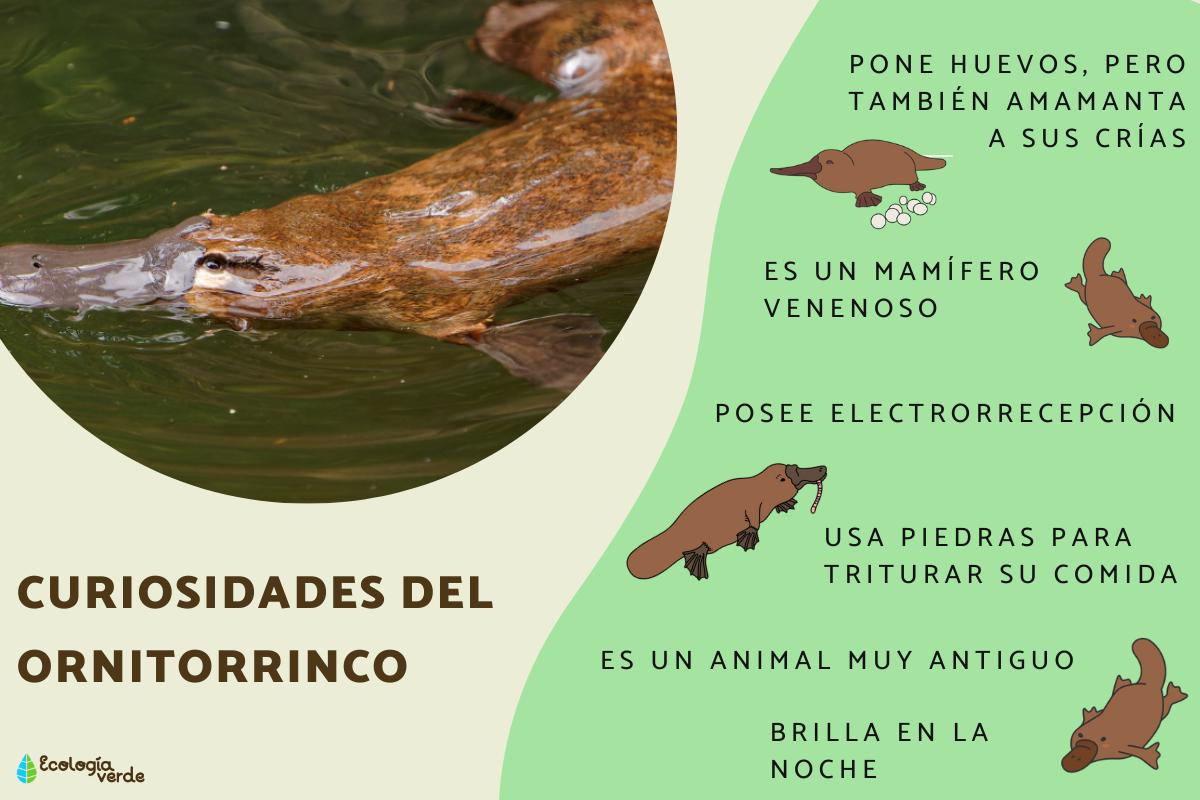 Curiosidades del ornitorrinco