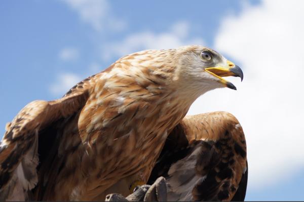 Animales con mejor vista - El animal con mejor vista, el águila real