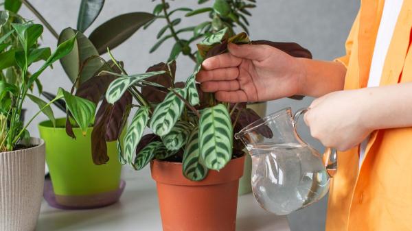 Antes de regar tus plantas este fin de semana, mira la tierra: “Que la superficie esté seca no siempre significa que necesiten agua” - El color de la tierra, su textura y el peso de la maceta también pueden decirte cuándo regar