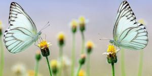 Las Estaciones de la Tierra