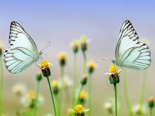 Las Estaciones de la Tierra