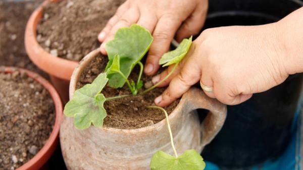Antes de regar tus plantas este fin de semana, mira la tierra: “Que la superficie esté seca no siempre significa que necesiten agua” - No riegues porque “toca”: el truco del dedo en la tierra para saber si tu planta necesita agua