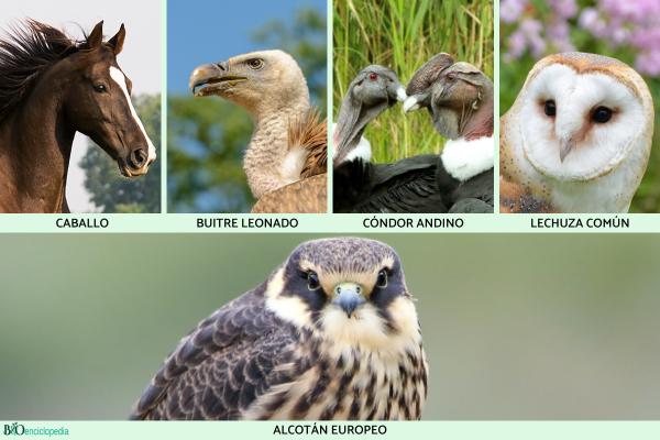 Animales con mejor vista - Otros animales con mejor vista 